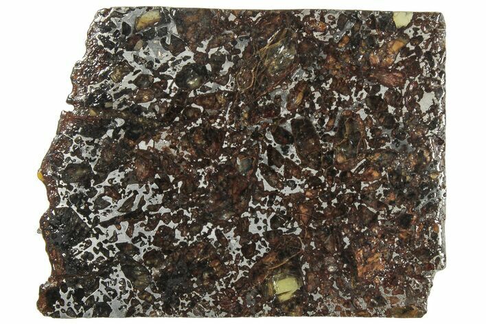 Polished Admire Pallasite Meteorite ( g) Slice - Kansas #307357